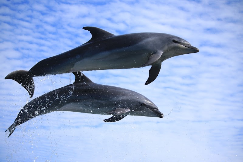 시도넛 해중수족관