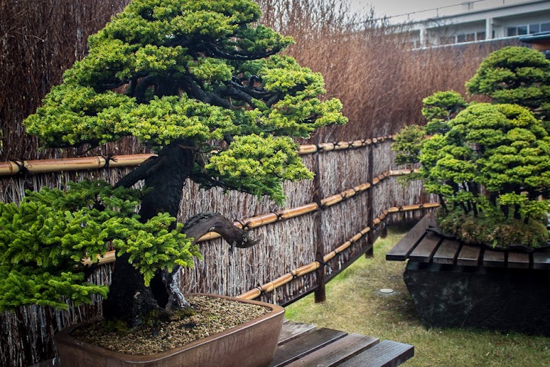 오미야 분재미술관