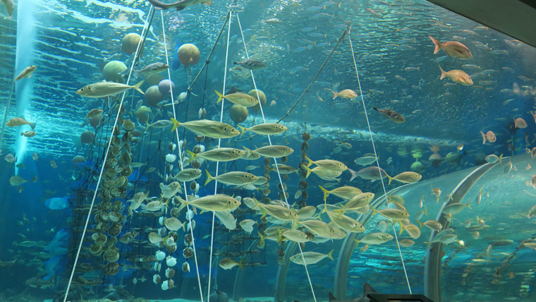 아사무시 수족관