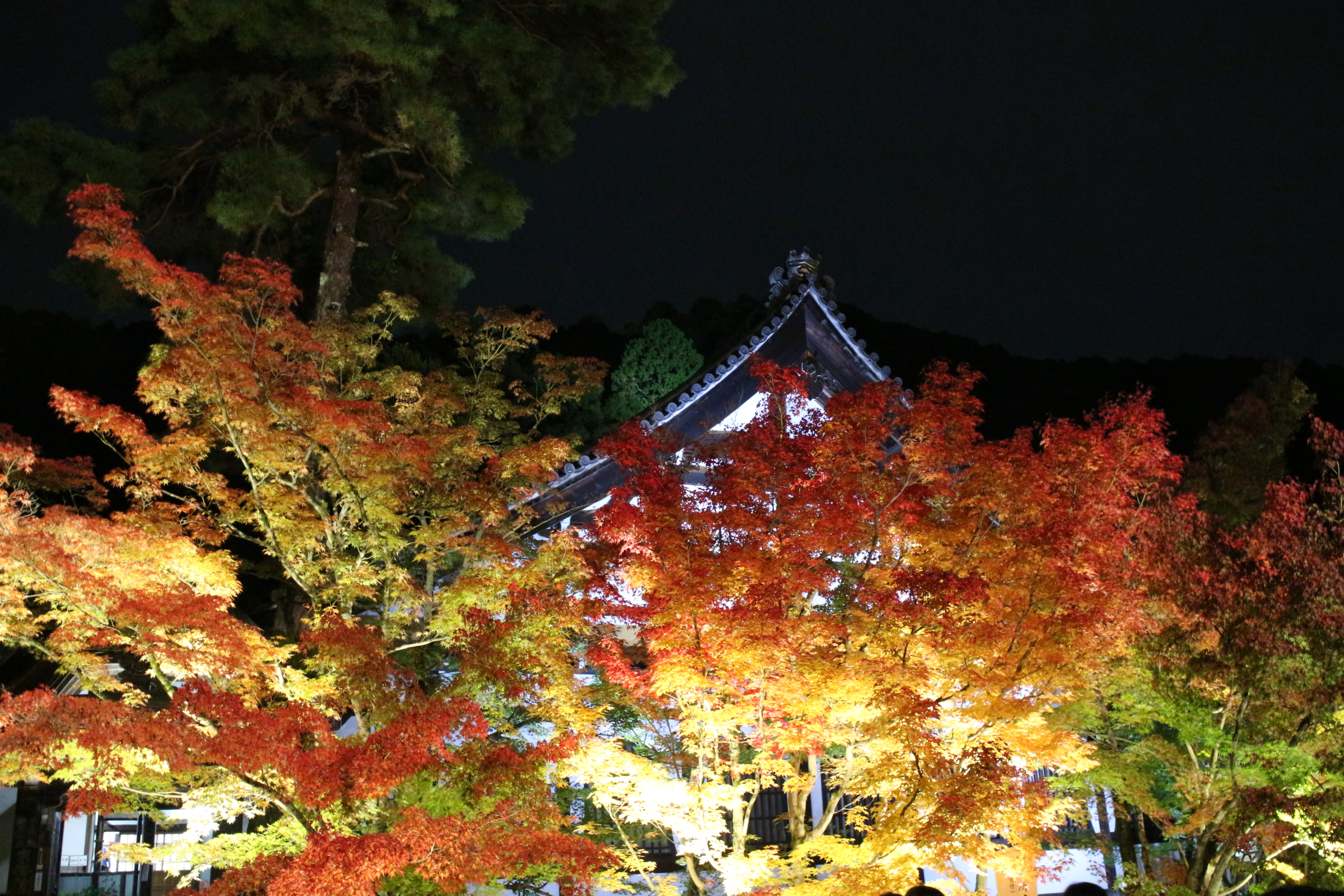 에이칸도 야간 라이트업